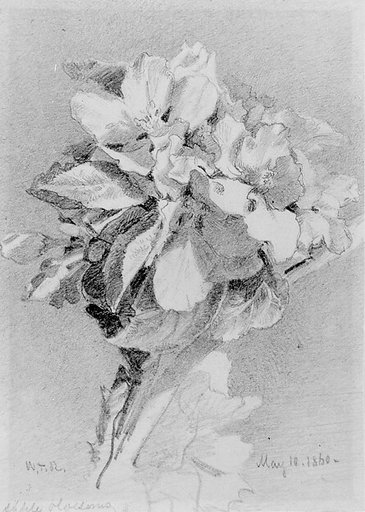 Apple Blossoms
