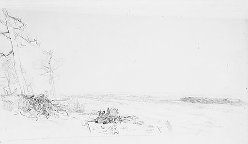 Cedar Trees near Atlantic City