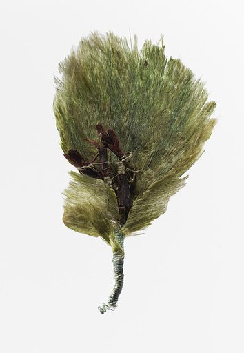 Boutonnière