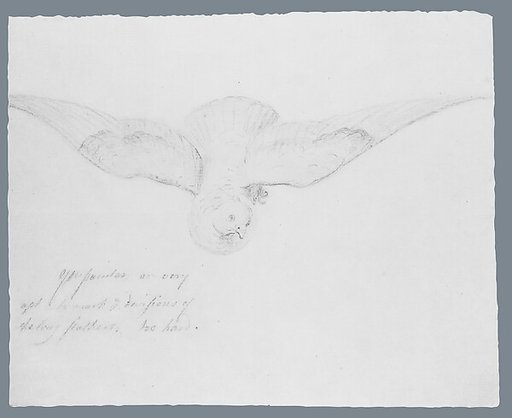 Bird (from McGuire Scrapbook)