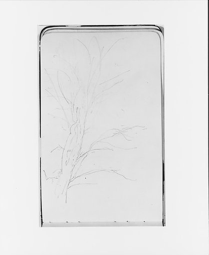Tree (from Sketchbook)