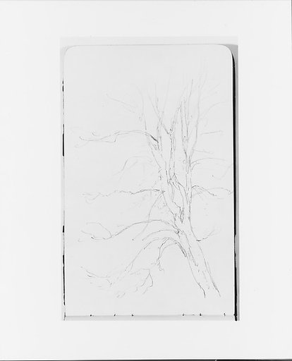 Tree (from Sketchbook)