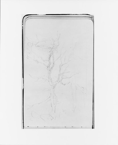 Tree Sketch (from Sketchbook)