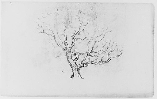 Tree Study (from Sketchbook)