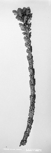 Fragment
