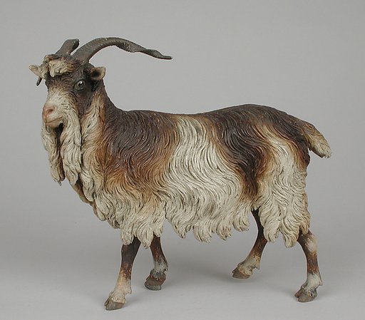 Male adult goat