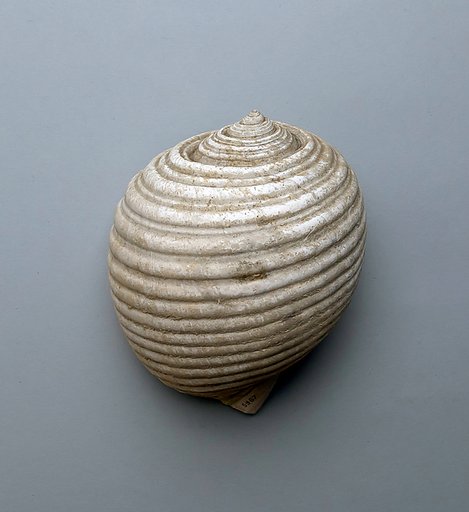 Shell