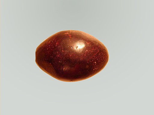 Fibula