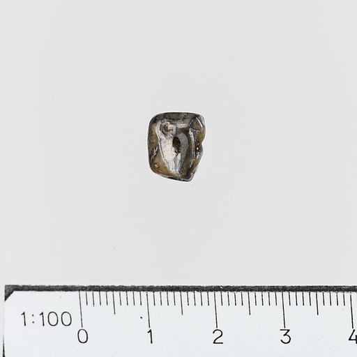 Seal