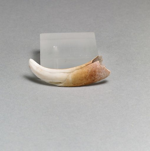 Tusks of boar, 2