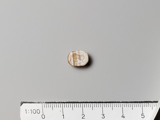 Carnelian scarab