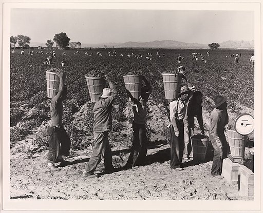 Pea Pickers Line Up on Edge of Field at Weigh Scale, near Calipatria, Imperial Valley, California, February