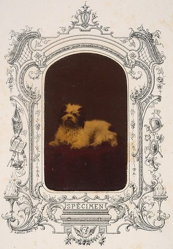 Les Chiens