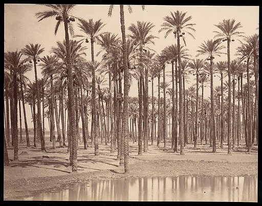 Temple de Cathers a Saqqarah