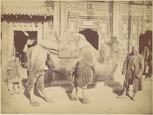 Pekin. No. 923