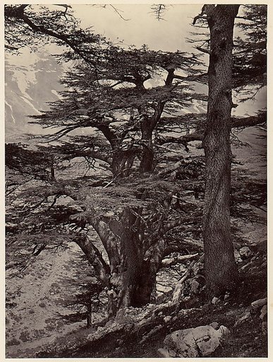 Cedars of Lebanon