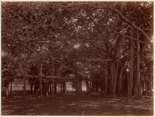 "Interior" View of Banyan Tree, Calcutta