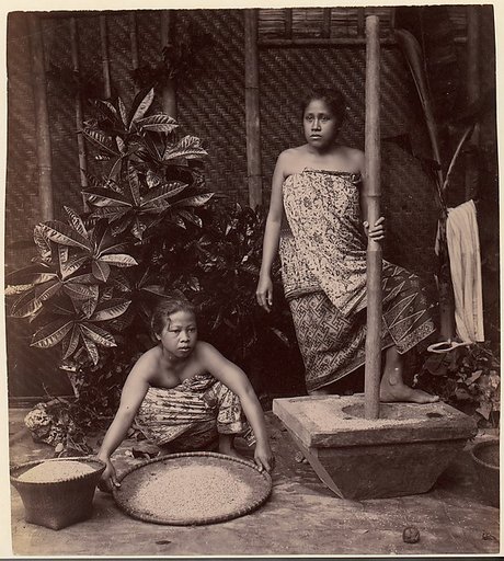 Javanese Women Preparing Rice