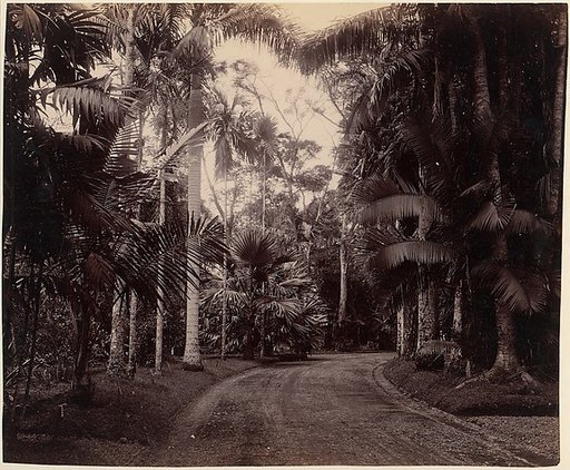 Palm Group, Bvitenzorg, Java