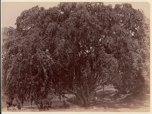 Waringin, (Banyan)