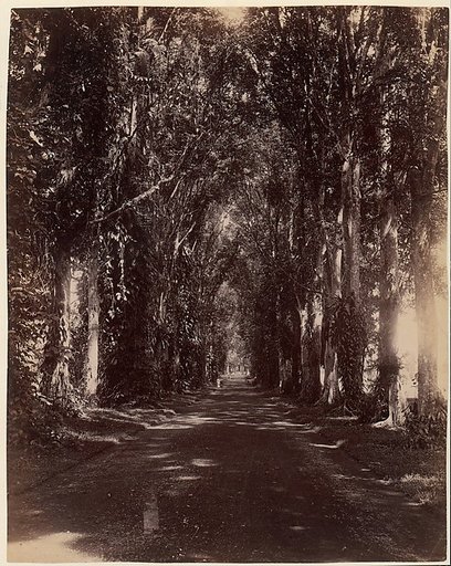 Buitenzorg Allie, Java