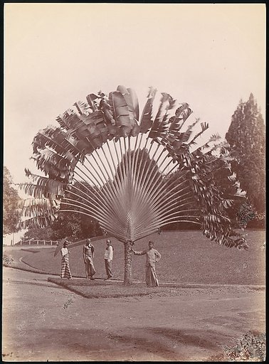 Fan Palm, Singapore