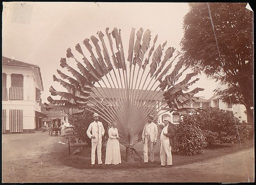 Traveller's Palm or Fan Palm, Singapore