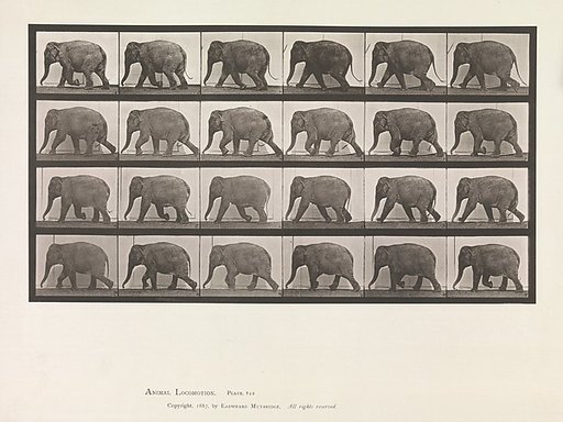 Animal Locomotion.  An Electro-Photographic Investigation of Consecutive Phases of Animal Movements.  Commenced 1872 - Completed 1885.  Volume XI, Wild Animals and Birds