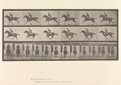 [Horse and Rider Galloping]