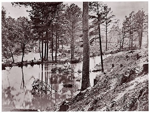 [Swamp Near Broadway Landing, Appomattox River, Virginia]