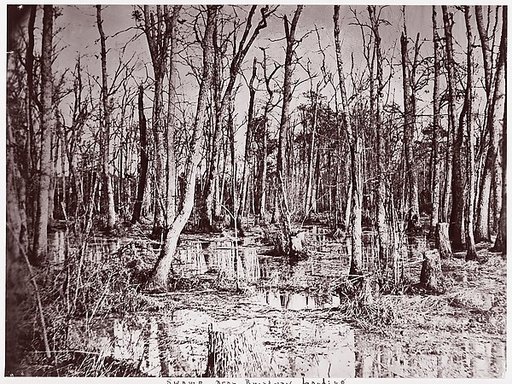 Swamp near Broadway Landing, Appomattox River
