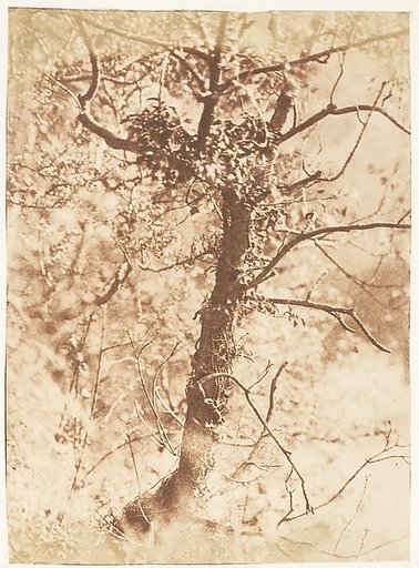 Tree at Colinton