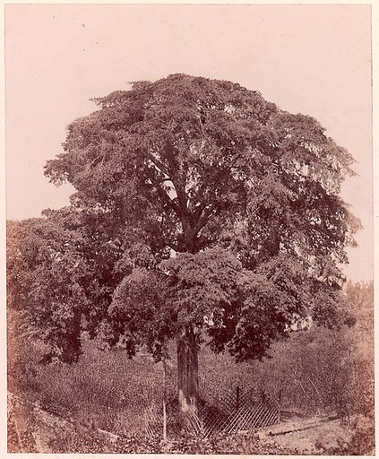 Étude d'arbre
