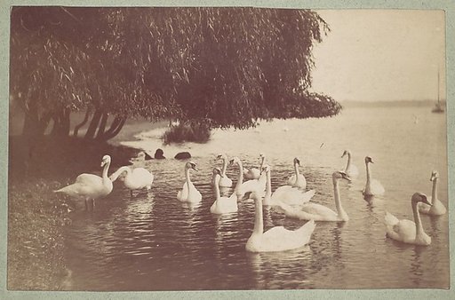 [Swans on the Water]