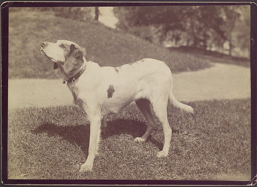 [Dog]