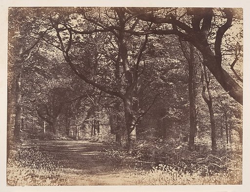 Wood-scene, Norton, Cheshire