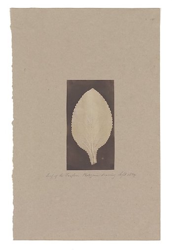 Leaf of the Foxglove