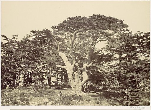 The Largest of the Cedars, Mount Lebannon