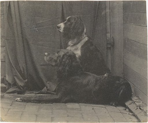 [Thomas Eakins's Dog Harry and Another Setter]