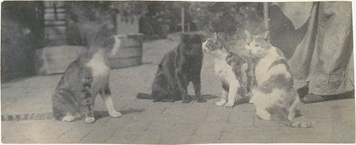 [Four Cats]