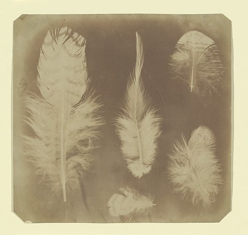 [Chicken Feathers]