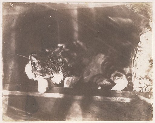 [Sleeping Cat]