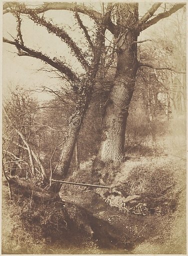 [Trees]