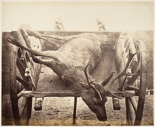 [Stag in Cart]