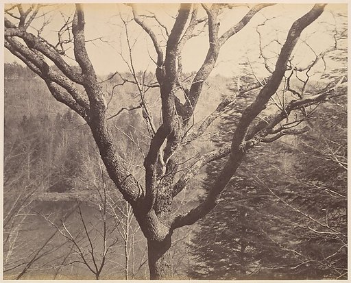 [Tree]
