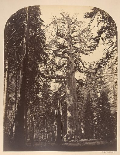 The Grizzly Giant, Mariposa Grove, Yosemite