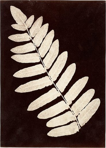 [Botanical Specimen: Fern]