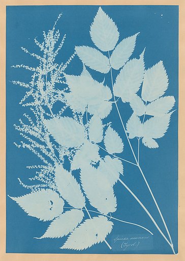 Spiraea aruncus (Tyrol)