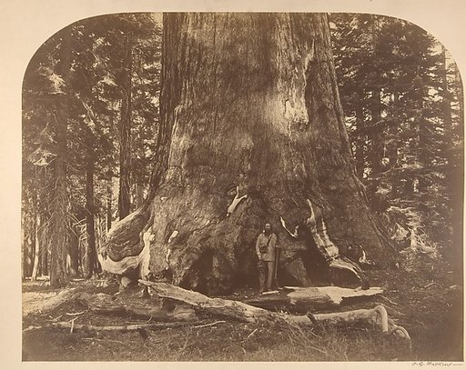 Section of the Grizzly Giant, Mariposa Grove, Yosemite
