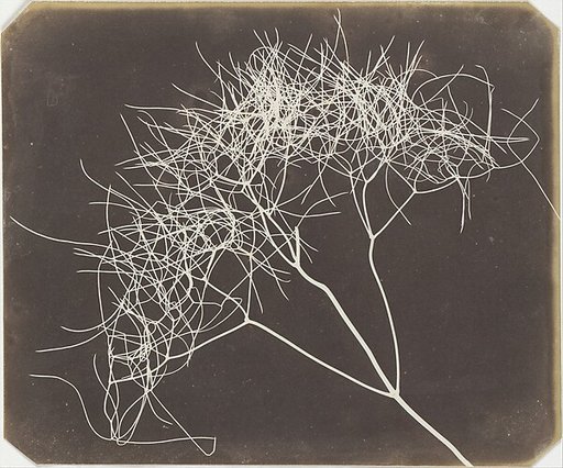 [Wild Fennel]